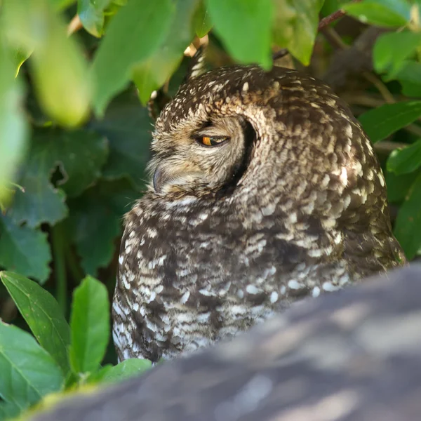 Spotted Eagle Owl Portrait — Stock Photo, Image