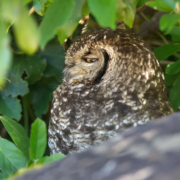 Spotted eagle owl portret — Stockfoto