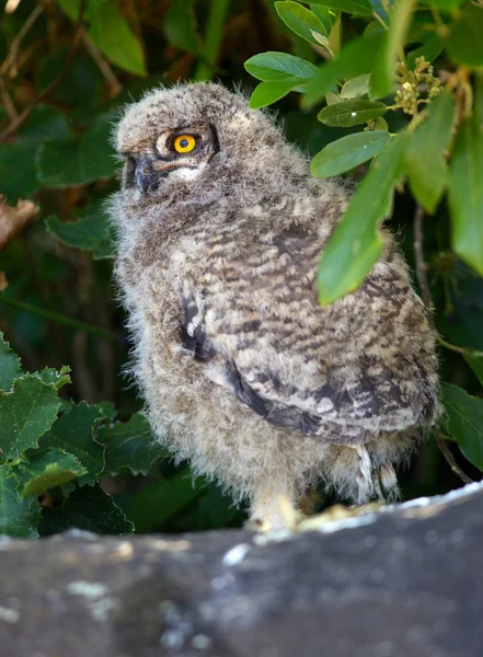 Young Spotted Eagle Owl — Stock Photo, Image