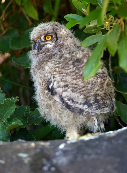 Jeune chouette aigle tachetée — Photo