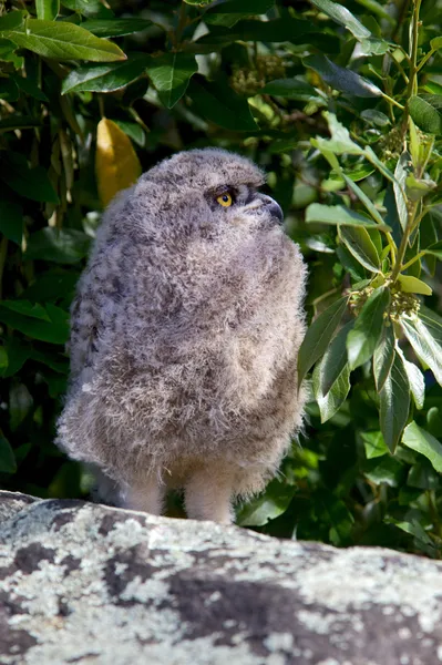 Young Spotted Eagle Owl — Stock Photo, Image