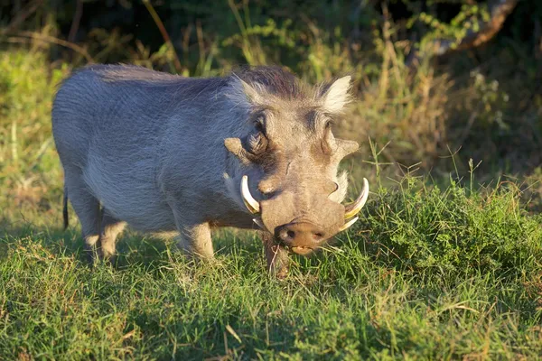 Warzenschwein — Stockfoto