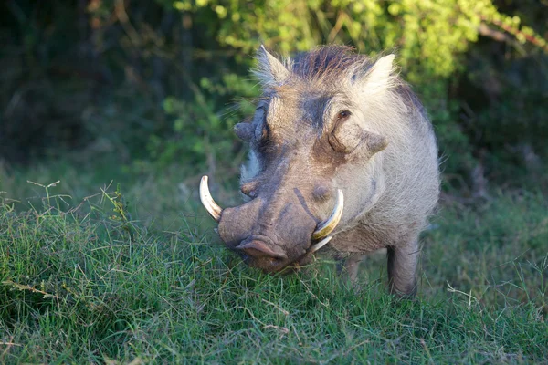 Knobbelzwijn — Stockfoto