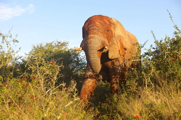 Éléphant boueux — Photo