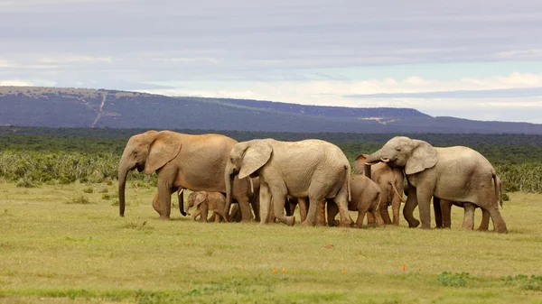 Κοπάδι ελεφάντων — Φωτογραφία Αρχείου