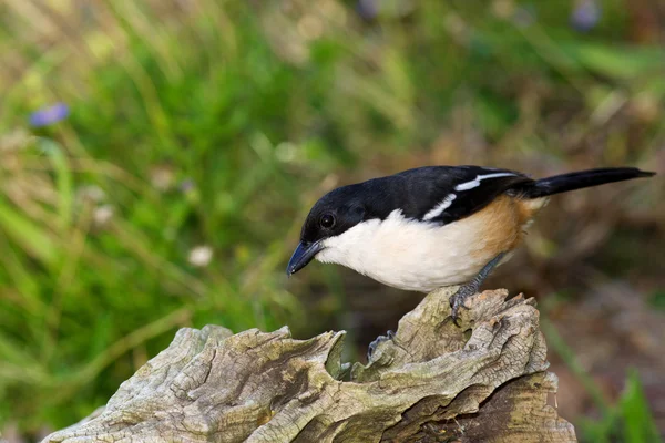 Södra boubou — Stockfoto