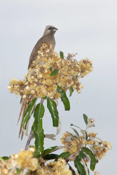 Speckled Musfåglar — Stockfoto