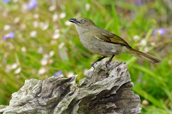 Sombre Greenbul — Stock Photo, Image