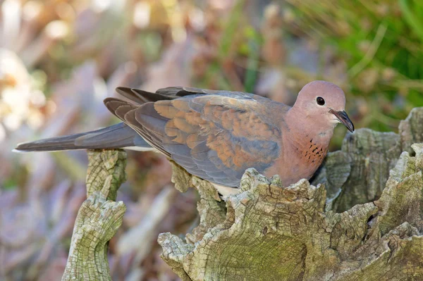 Laughing Dove — Stock Photo, Image