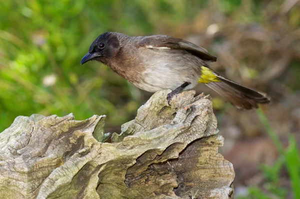 Bulbul comum — Fotografia de Stock