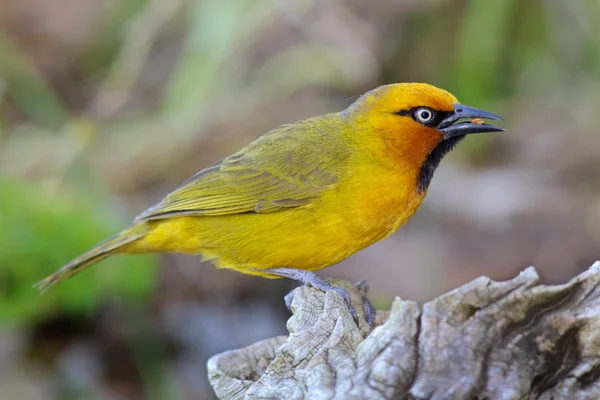 Male Spectacled Weaver — Stock Photo, Image