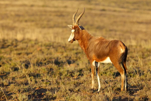 Damalisco dalla fronte bianca — Foto Stock