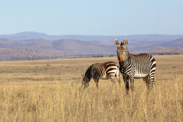 Mountain Zebra — Stock Photo, Image