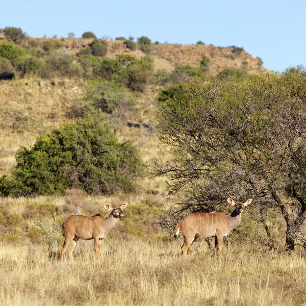 Kadın kudu — Stok fotoğraf