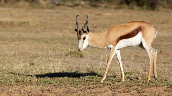 Springbok — Stockfoto