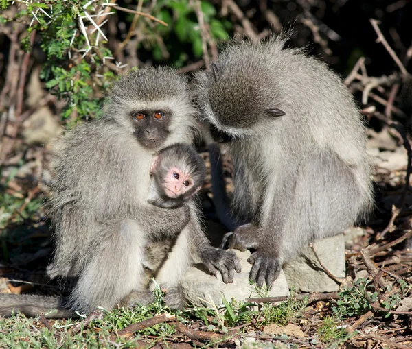Rodina opice kočkodani — Stock fotografie
