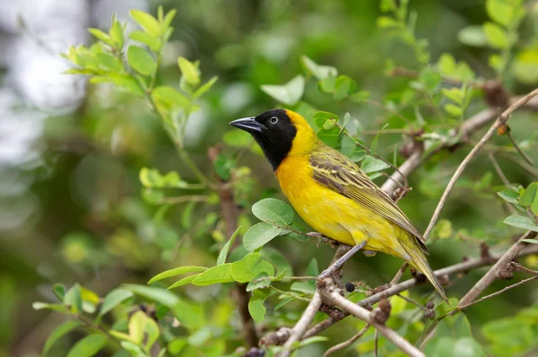 Lesser Masked-Weaver — Stock Photo, Image