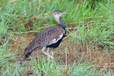 Kızıl ibikli korhaan