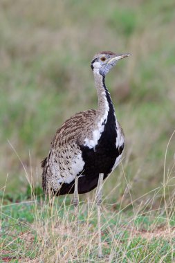 Kızıl ibikli korhaan