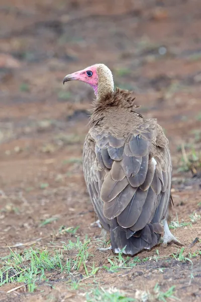 Avvoltoio con cappuccio — Foto Stock