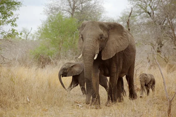 Olifant met kalveren — Stockfoto