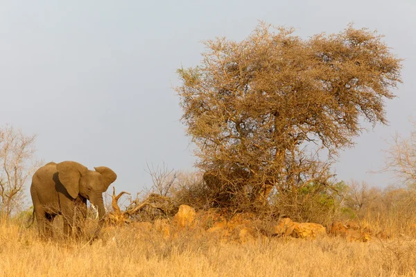 Veau d'éléphant d'Afrique — Photo