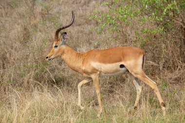 Impala Ram
