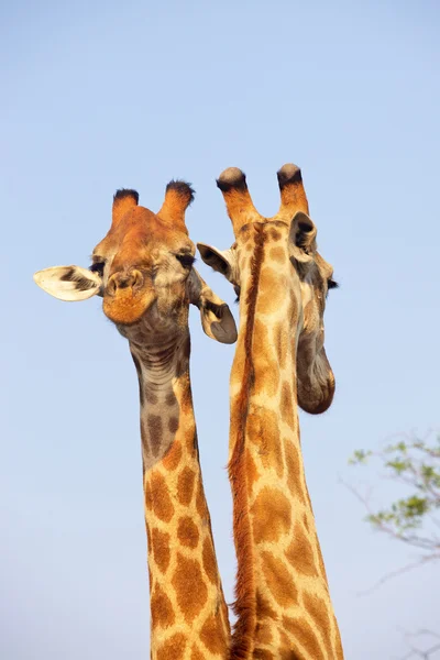 Giraffenpaar — Stockfoto