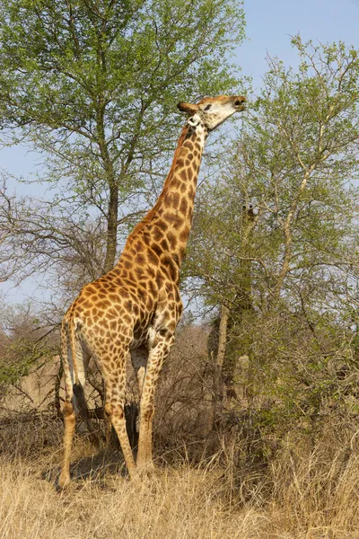 Giraff utfodring — Stockfoto