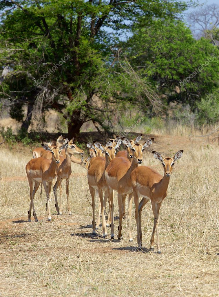 zambezi