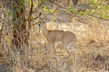 Steenbok