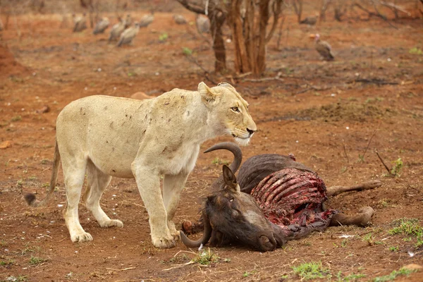 Lwica w zabić — Zdjęcie stockowe