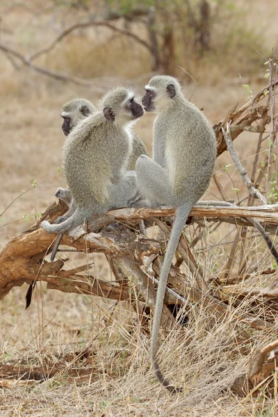 Vervet macacos — Fotografia de Stock