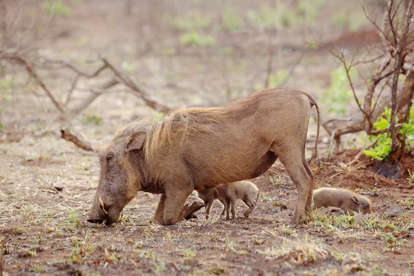 Warthog con lechones —  Fotos de Stock