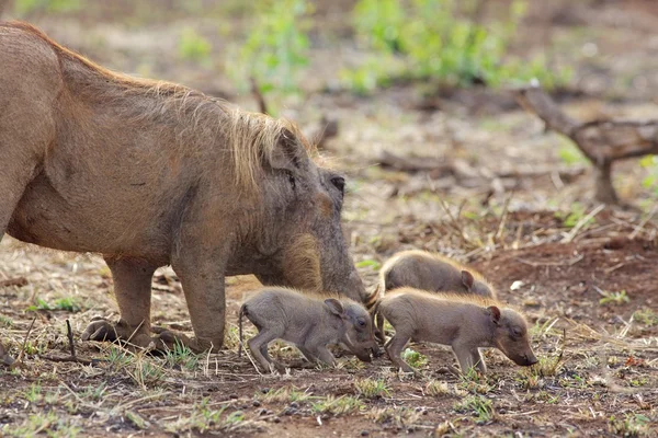 Yaban domuzu domuz yavruları ile — Stok fotoğraf