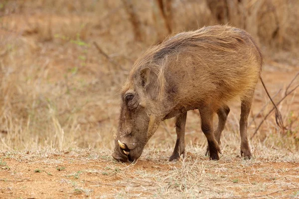 Warzenschwein — Stockfoto