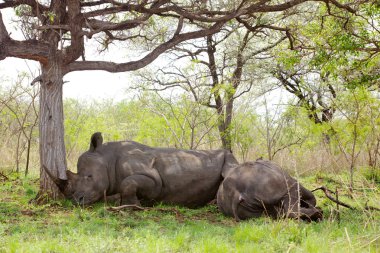 Sleeping Rhino clipart