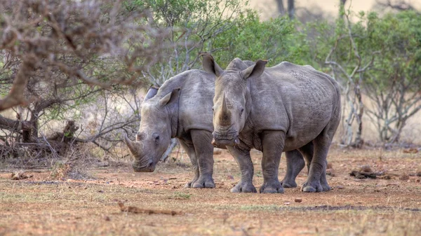 Breitmaulnashorn — Stockfoto