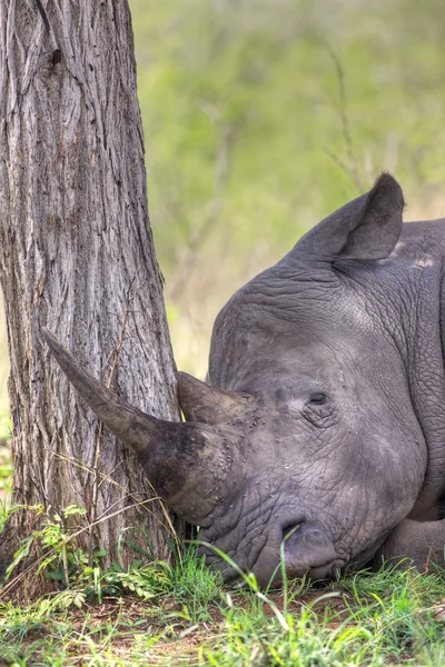 Sovande rhino — Stockfoto