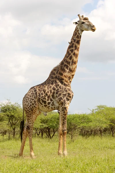 Mannelijke giraffe — Stockfoto