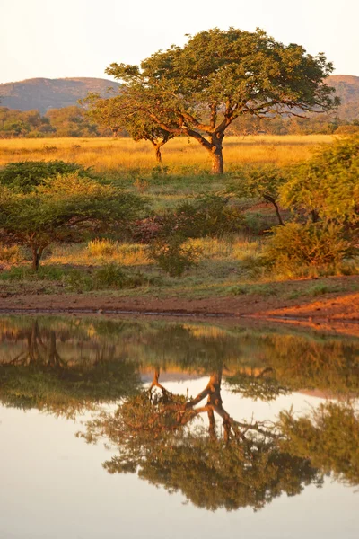 Bushveld Dawn — Stockfoto