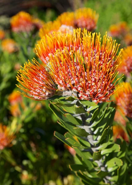 Leucospermum erubescens — Stock Photo, Image