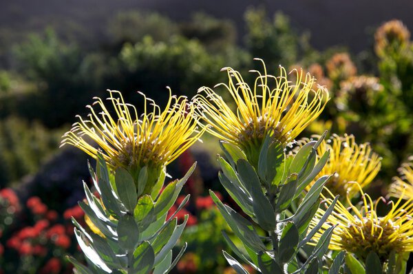 Leucadendron formosum