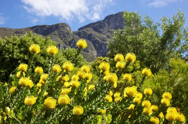 Yellow Pincushion Flowers — Stock Photo, Image