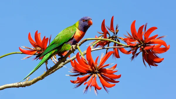 Lorikeet Радуга — стокове фото