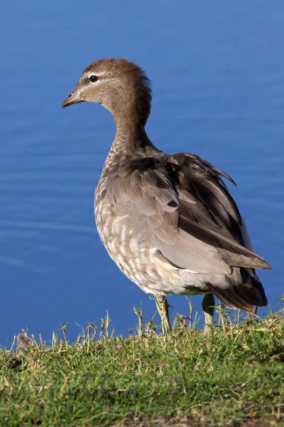 Australian Wood Duck — Stock Photo, Image