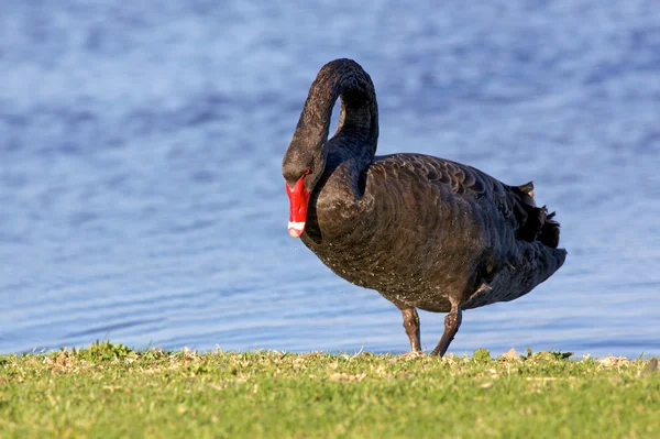 Cisne negro — Fotografia de Stock