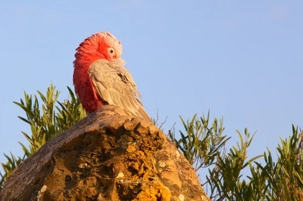 Galah — Φωτογραφία Αρχείου