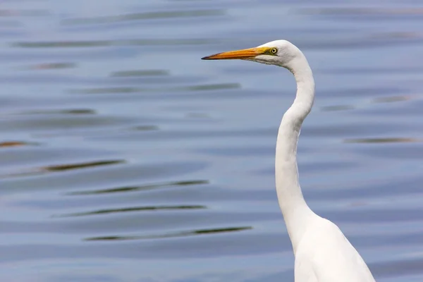 Grand portrait d'aigrette — Photo