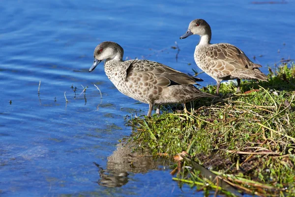 Grey Teal — Stock Photo, Image